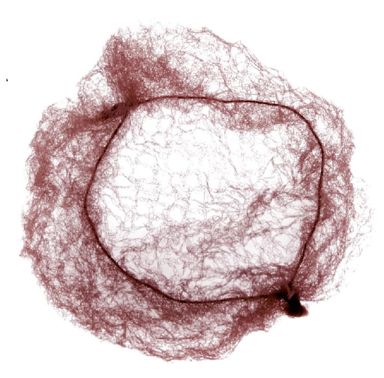 Dewal Сеточка-паутинка для пучка, 2шт/уп, темно-коричневая 